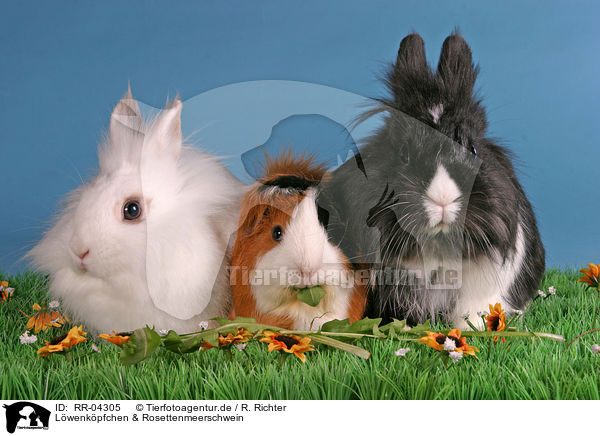 Lwenkpfchen & Rosettenmeerschwein / bunnies & guinea pig / RR-04305