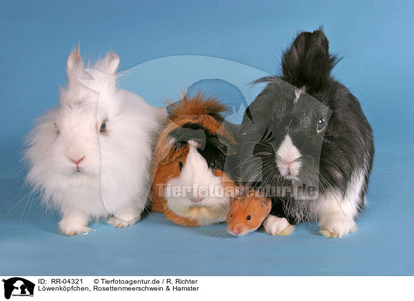 Lwenkpfchen, Rosettenmeerschwein & Hamster / bunnies, guinea pig & hamster / RR-04321