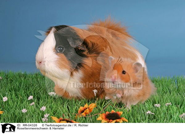 Rosettenmeerschwein & Hamster / guinea pig & hamster / RR-04326