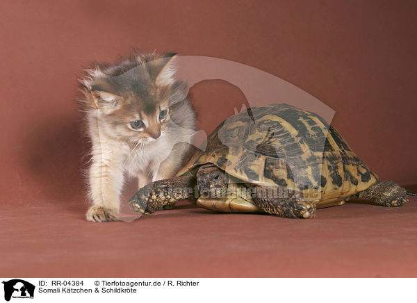 Somali Ktzchen & Schildkrte / kitten & turtle / RR-04384