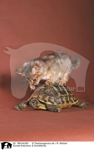 Somali Ktzchen & Schildkrte / kitten & turtle / RR-04385