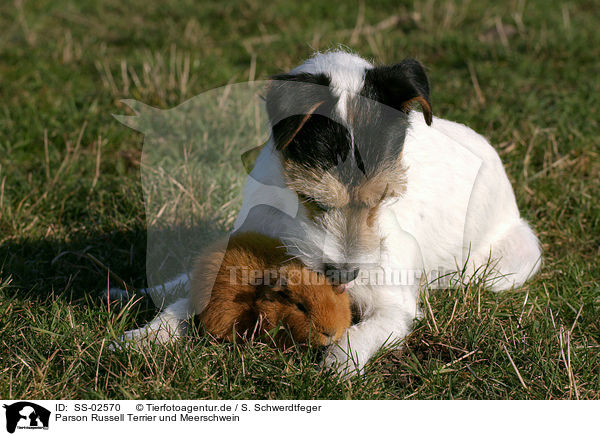 Parson Russell Terrier und Meerschwein / Parson Russell Terrier and guinea pig / SS-02570