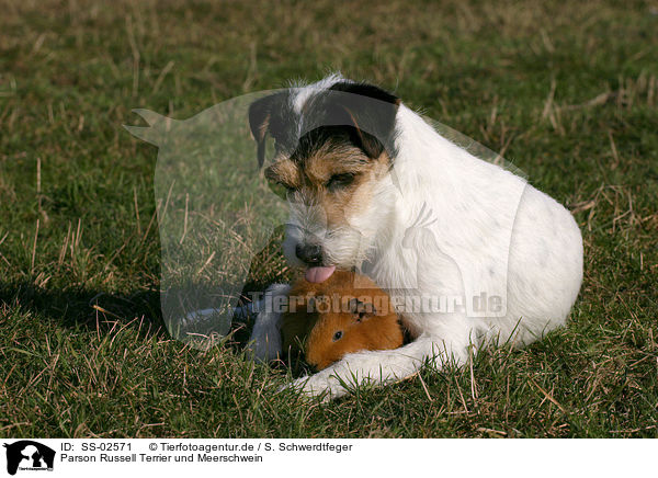 Parson Russell Terrier und Meerschwein / Parson Russell Terrier and guinea pig / SS-02571