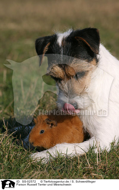 Parson Russell Terrier und Meerschwein / Parson Russell Terrier and guinea pig / SS-02572