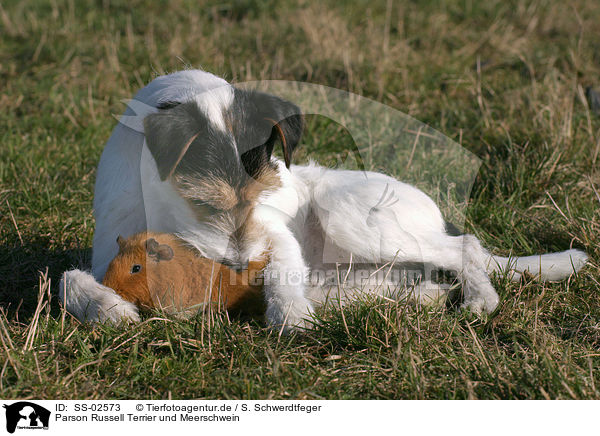 Parson Russell Terrier und Meerschwein / SS-02573