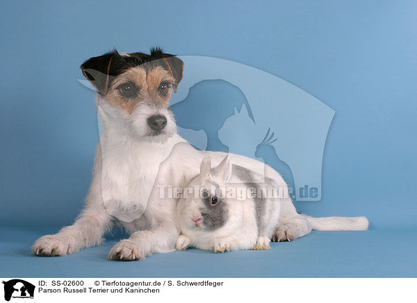 Parson Russell Terrier und Kaninchen / Parson Russell Terrier and bunny / SS-02600