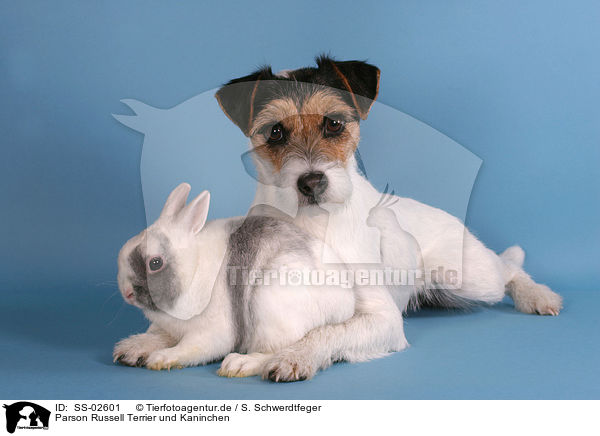 Parson Russell Terrier und Kaninchen / Parson Russell Terrier and bunny / SS-02601
