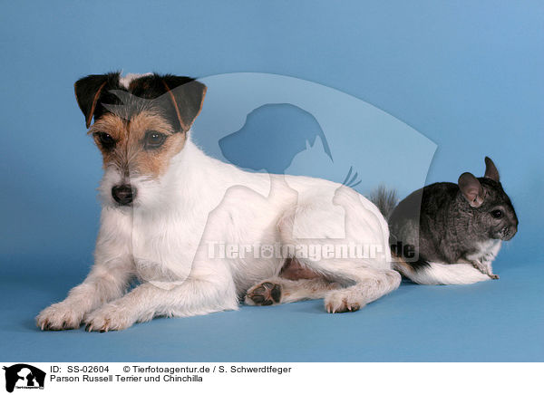 SS-02604 - Parson Terrier und Chinchilla Bilder kaufen professionell - Tierfotoagentur - mit Spezialisierung auf Tierbilder Tierfotos