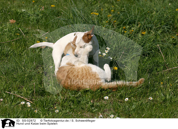 Hund und Katze beim Spielen / cat and dog are playing / SS-02872