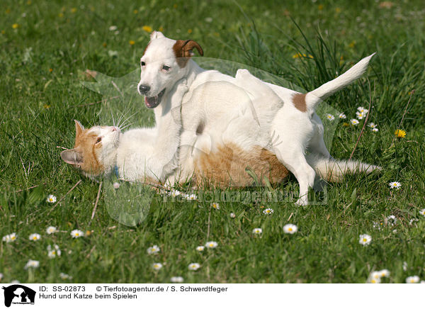 Hund und Katze beim Spielen / cat and dog are playing / SS-02873
