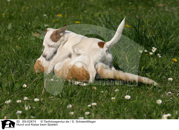 Hund und Katze beim Spielen / SS-02874