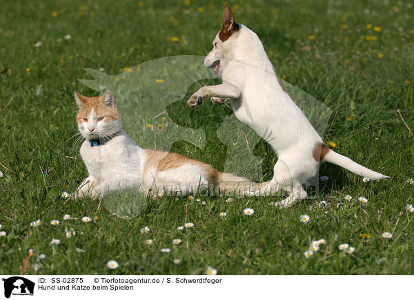 Hund und Katze beim Spielen / SS-02875