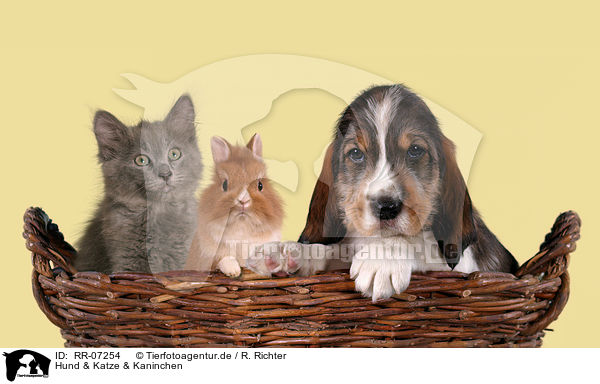 Hund & Katze & Kaninchen / RR-07254