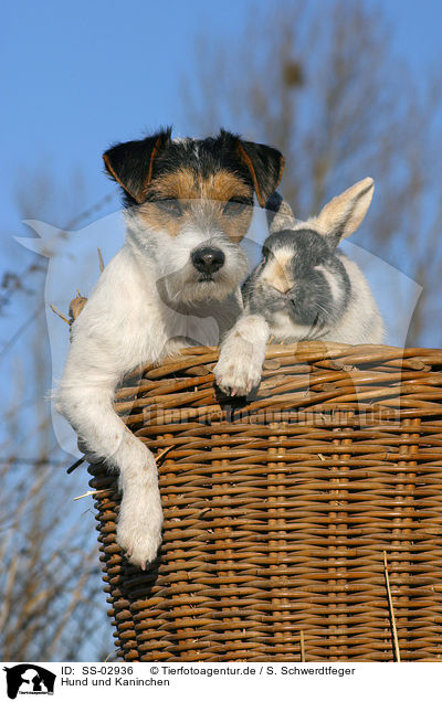 Hund und Kaninchen / dog and rabbit / SS-02936