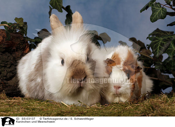 Kaninchen und Meerschwein / SS-03137