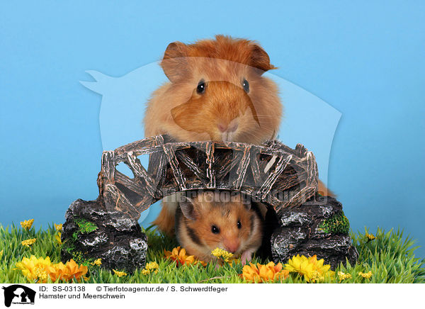 Hamster und Meerschwein / hamster and guinea pig / SS-03138