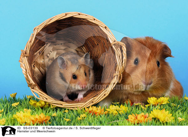 Hamster und Meerschwein / hamster and guinea pig / SS-03139