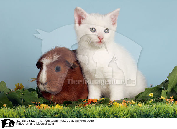 Ktzchen und Meerschwein / kitten and guinea pig / SS-03323