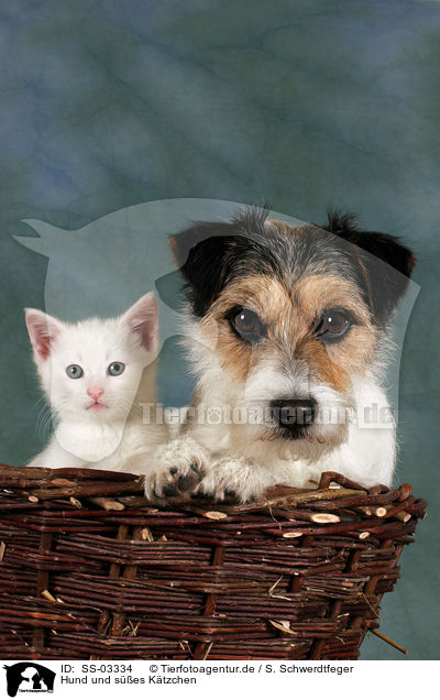Hund und ses Ktzchen / dog and cute kitten / SS-03334