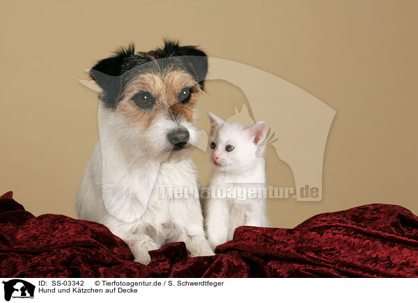 Hund und Ktzchen auf Decke / dog and kitten on blanket / SS-03342