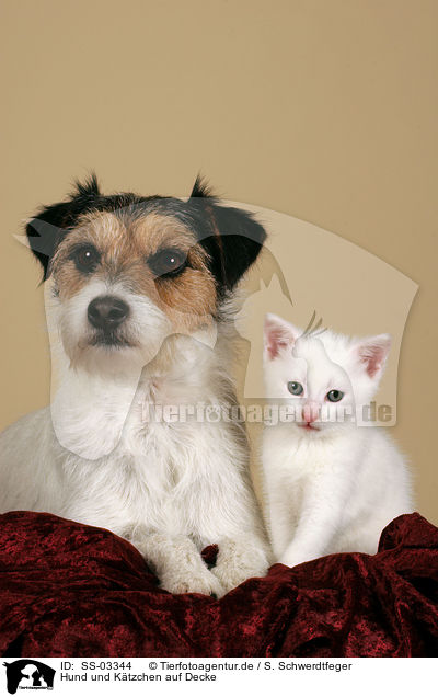Hund und Ktzchen auf Decke / dog and kitten on blanket / SS-03344