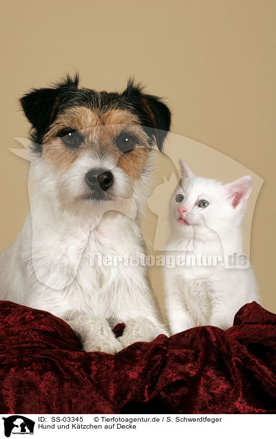 Hund und Ktzchen auf Decke / dog and kitten on blanket / SS-03345