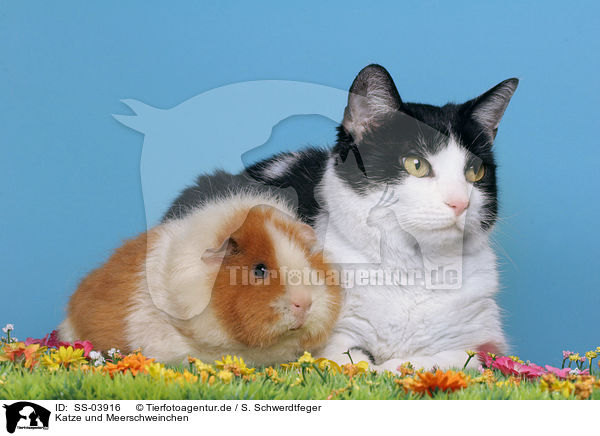 Katze und Meerschweinchen / SS-03916