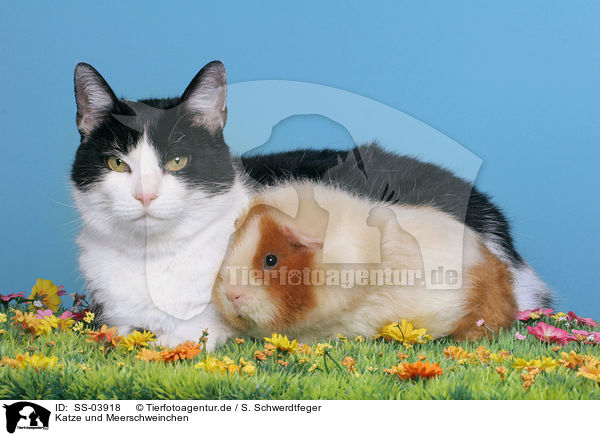 Katze und Meerschweinchen / SS-03918