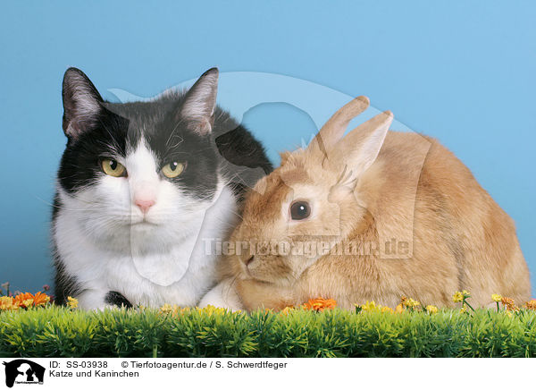 Katze und Kaninchen / SS-03938