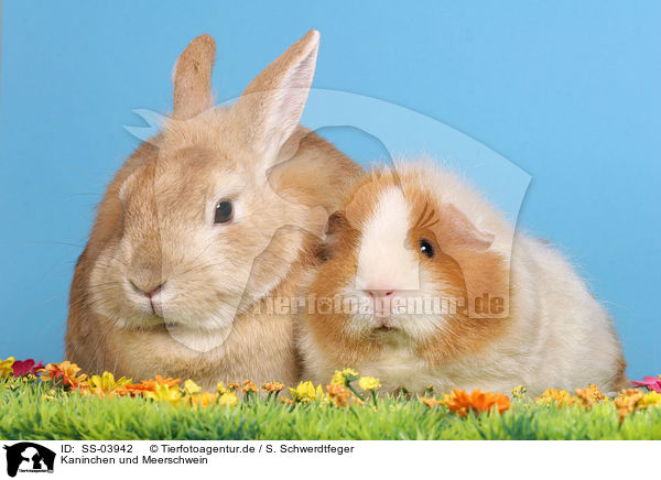 Kaninchen und Meerschwein / SS-03942