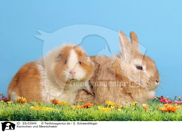 Kaninchen und Meerschwein / SS-03944