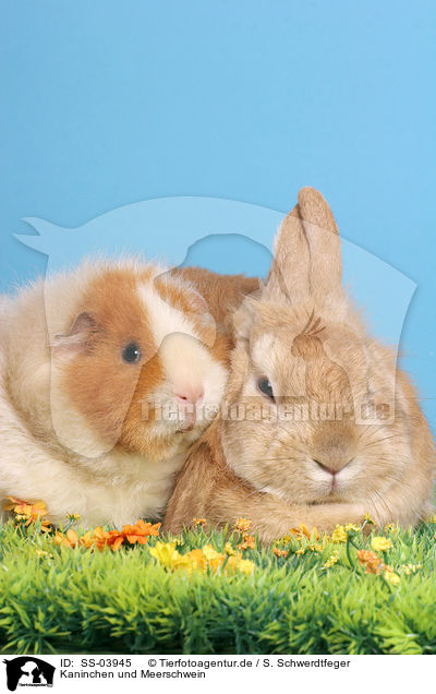 Kaninchen und Meerschwein / SS-03945