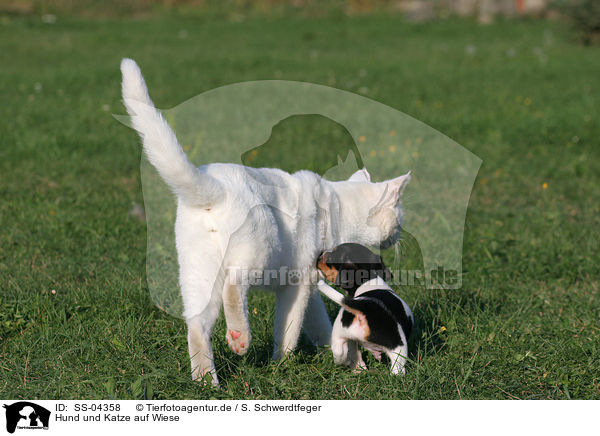 Hund und Katze auf Wiese / cat and dog puppy in the meadow / SS-04358