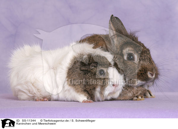 Kaninchen und Meerschwein / SS-11344