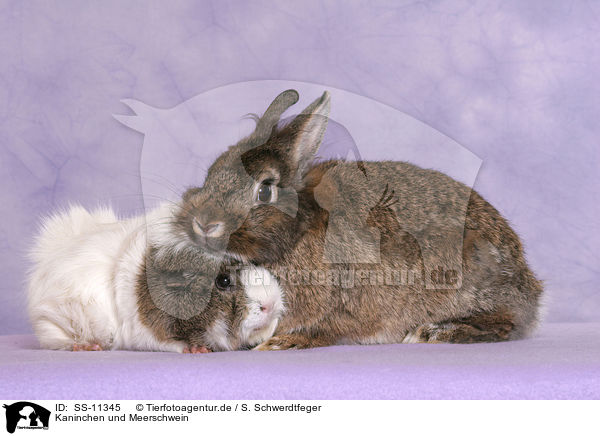 Kaninchen und Meerschwein / dwarf rabbit and guinea pig / SS-11345