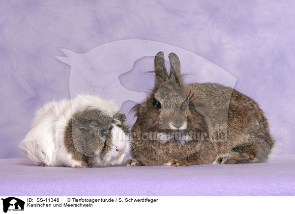 Kaninchen und Meerschwein / SS-11348