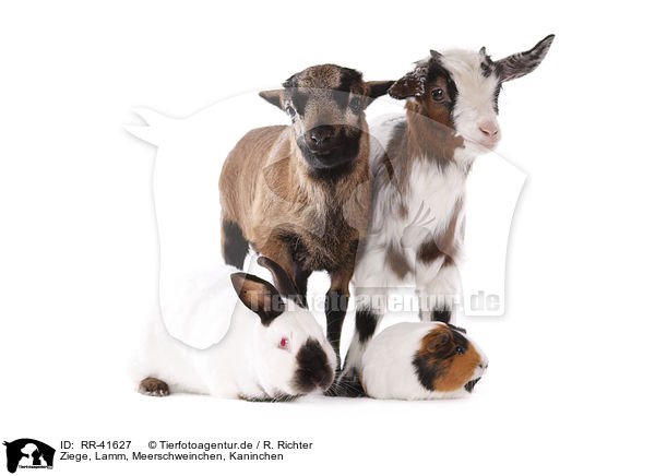 Ziege, Lamm, Meerschweinchen, Kaninchen / goat, lamb, guinea pig, rabbit / RR-41627