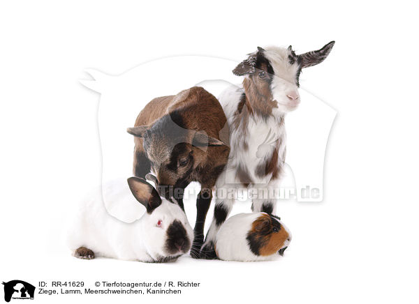 Ziege, Lamm, Meerschweinchen, Kaninchen / goat, lamb, guinea pig, rabbit / RR-41629
