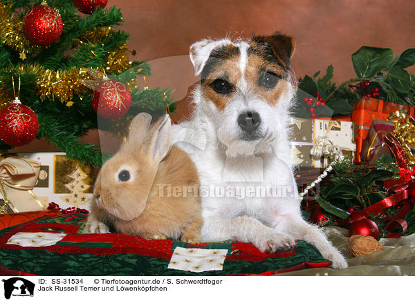 Jack Russell Terrier und Lwenkpfchen / SS-31534