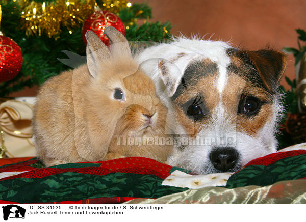Parson Russell Terrier und Lwenkpfchen / dog and rabbit / SS-31535