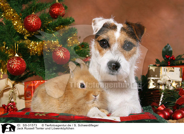 Jack Russell Terrier und Lwenkpfchen / SS-31573