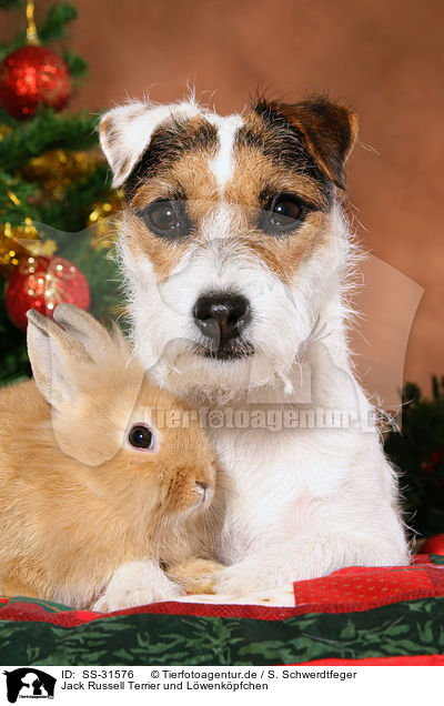 Jack Russell Terrier und Lwenkpfchen / SS-31576