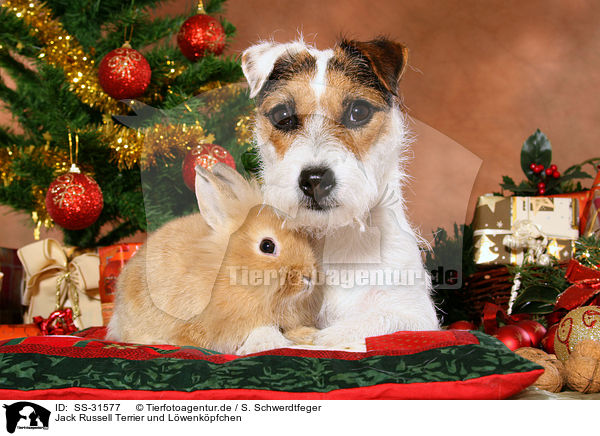 Parson Russell Terrier und Lwenkpfchen / dog and rabbit / SS-31577