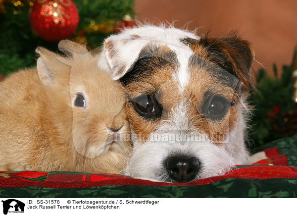 Jack Russell Terrier und Lwenkpfchen / SS-31578