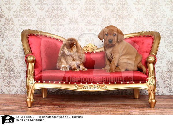 Hund und Kaninchen / JH-18932