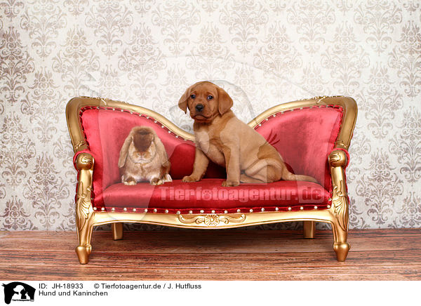 Hund und Kaninchen / JH-18933