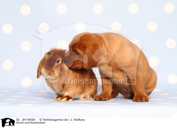 Hund und Kaninchen / JH-18939