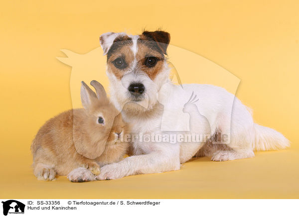Hund und Kaninchen / SS-33356