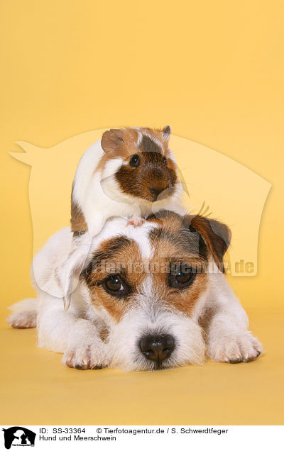 Hund und Meerschwein / SS-33364