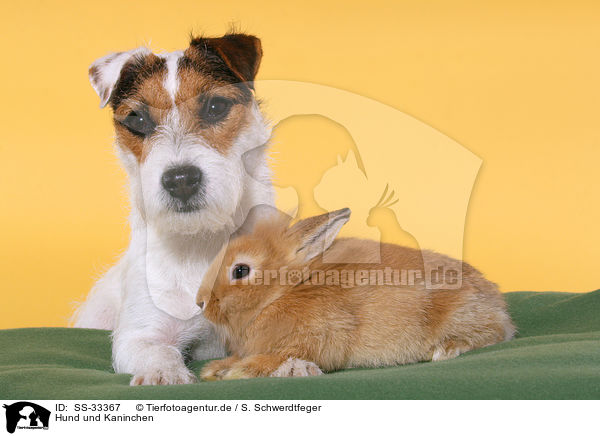Hund und Kaninchen / dog and rabbit / SS-33367
